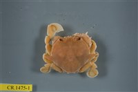 藏品(繁點紋腕蟹)的圖片